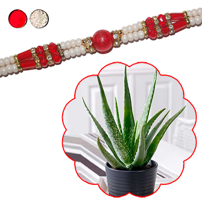 "Rakhi - FR-8100 A-code 144 (Single Rakhi), Aloe Vera Plant - Click here to View more details about this Product
